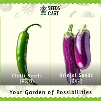 Indian Veggie Combo — combo pack contents | Non-GMO seed combo | SeedsCart