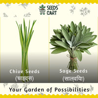 Premium Italian Herb Combo — seed variety pack | Kitchen garden starter kit | SeedsCart