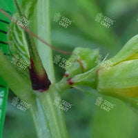 Corchorus olitorius Seeds (Jute mallow)