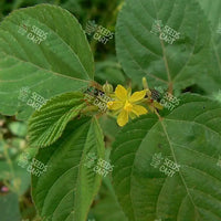 Corchorus olitorius Seeds (Jute mallow)