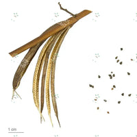 Corchorus olitorius Seeds (Jute mallow)