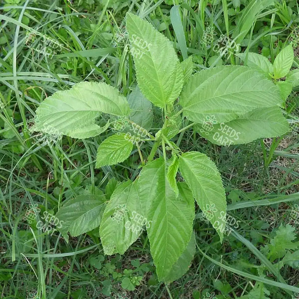 Corchorus olitorius Seeds (Jute mallow)
