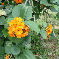 Cordia sebestena Seeds (Geiger Tree)