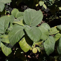 Cordia sebestena Seeds (Geiger Tree)