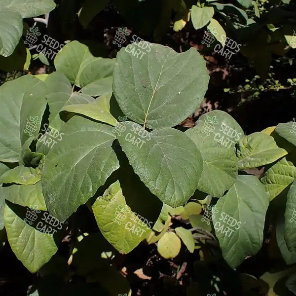 Cordia sebestena Seeds (Geiger Tree)
