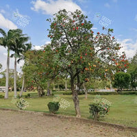 Cordia sebestena Seeds (Geiger Tree)