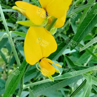 Crotolaria juncea Seeds (Sunn or Sann Hemp)