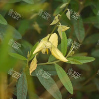 Crotolaria juncea Seeds (Sunn or Sann Hemp)