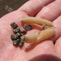 Crotolaria juncea Seeds (Sunn or Sann Hemp)