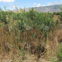 Crotolaria juncea Seeds (Sunn or Sann Hemp)