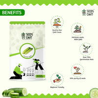 Cucumber Seeds — harvest ready plant | Grow at home India | SeedsCart