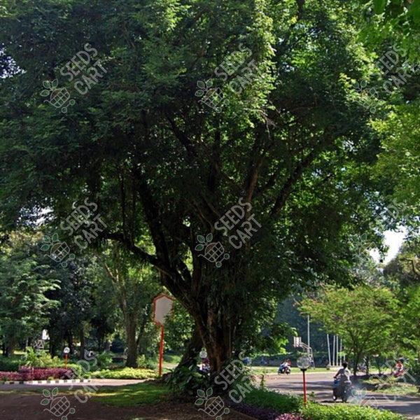Dalbergia sissoo