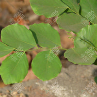 Dalbergia sissoo