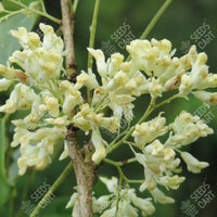 Dalbergia sissoo