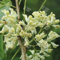 Dalbergia latifolia Seeds (Blackwood)