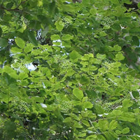 Dalbergia latifolia Seeds (Blackwood)