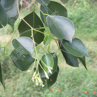 Dalbergia sissoo