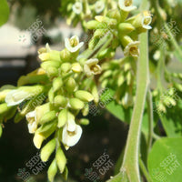 Dalbergia sissoo