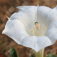 Devil'S Trumpet Seeds (Datura metel)