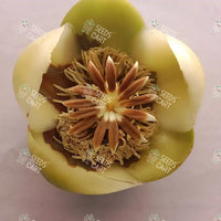 Dillenia indica Seeds (Elephant apple)