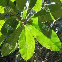 Dillenia indica Seeds (Elephant apple)