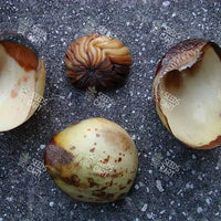 Dillenia indica Seeds (Elephant apple)