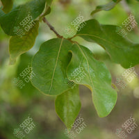 Diospyros melanoxylon
