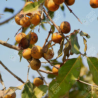 Diospyros melanoxylon