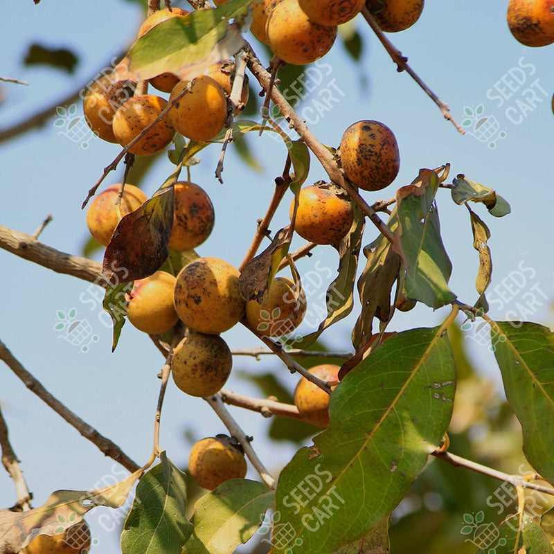 Diospyros melanoxylon