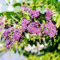 Duranta erecta Seeds (Golden Dewdrop)