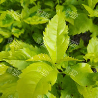 Duranta erecta Seeds (Golden Dewdrop)