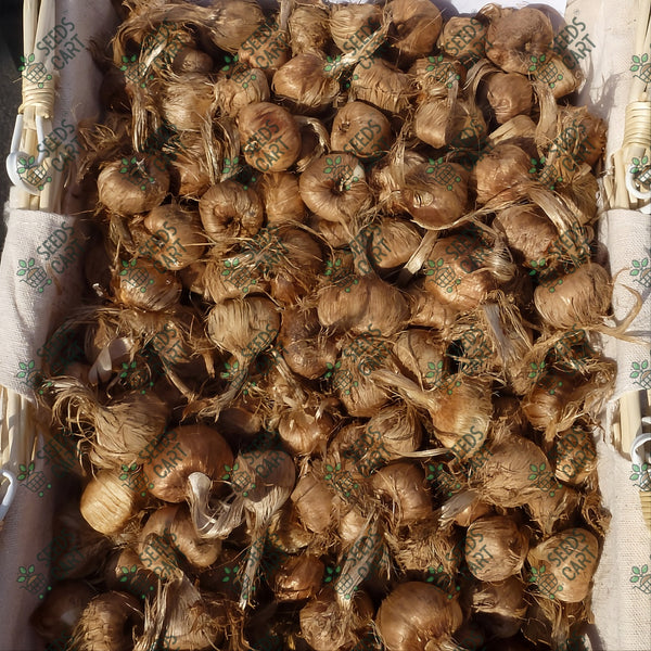 Saffron Bulbs (Crocus sativus)