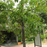 Elaeocarpus ganitrus