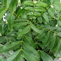 Elaeocarpus ganitrus