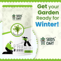 Methi Seeds — plant growing in garden | Non-GMO vegetable seeds | SeedsCart