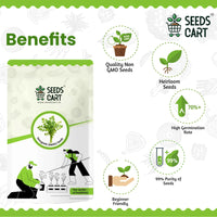 Methi Seeds — harvest ready plant | Grow at home India | SeedsCart