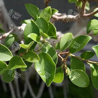 Ficus retusa Seeds (Cuban-laurel)