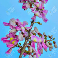 Gliricidia sepium