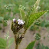 Glycine max Seeds (Piper Soybean)