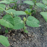 Glycine max Seeds (Piper Soybean)