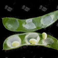 Glycine max Seeds (Piper Soybean)