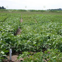 Glycine max Seeds (Piper Soybean)