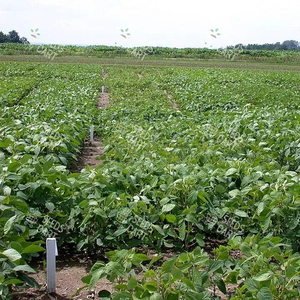 Glycine max Seeds (Piper Soybean)
