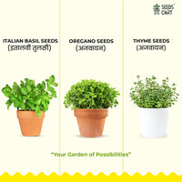 Italian Herb Trio — herb plant growing | Non-GMO herb seeds | SeedsCart