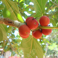Indian Banyan Seeds (Ficus benghalensis)