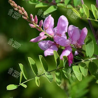 Indigofera tinctoria Seeds (Common Indigo)