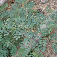 Indigofera tinctoria Seeds (Common Indigo)