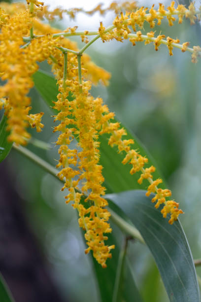 Acacia auriculiformis — seed packet | Buy tree seeds online India | SeedsCart