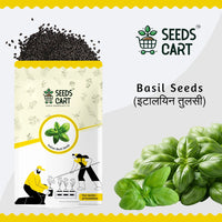 Italian Basil Seeds — potted herb plant | Grow herbs at home | SeedsCart