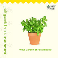 Italian Basil Seeds — herb plant growing | Non-GMO herb seeds | SeedsCart